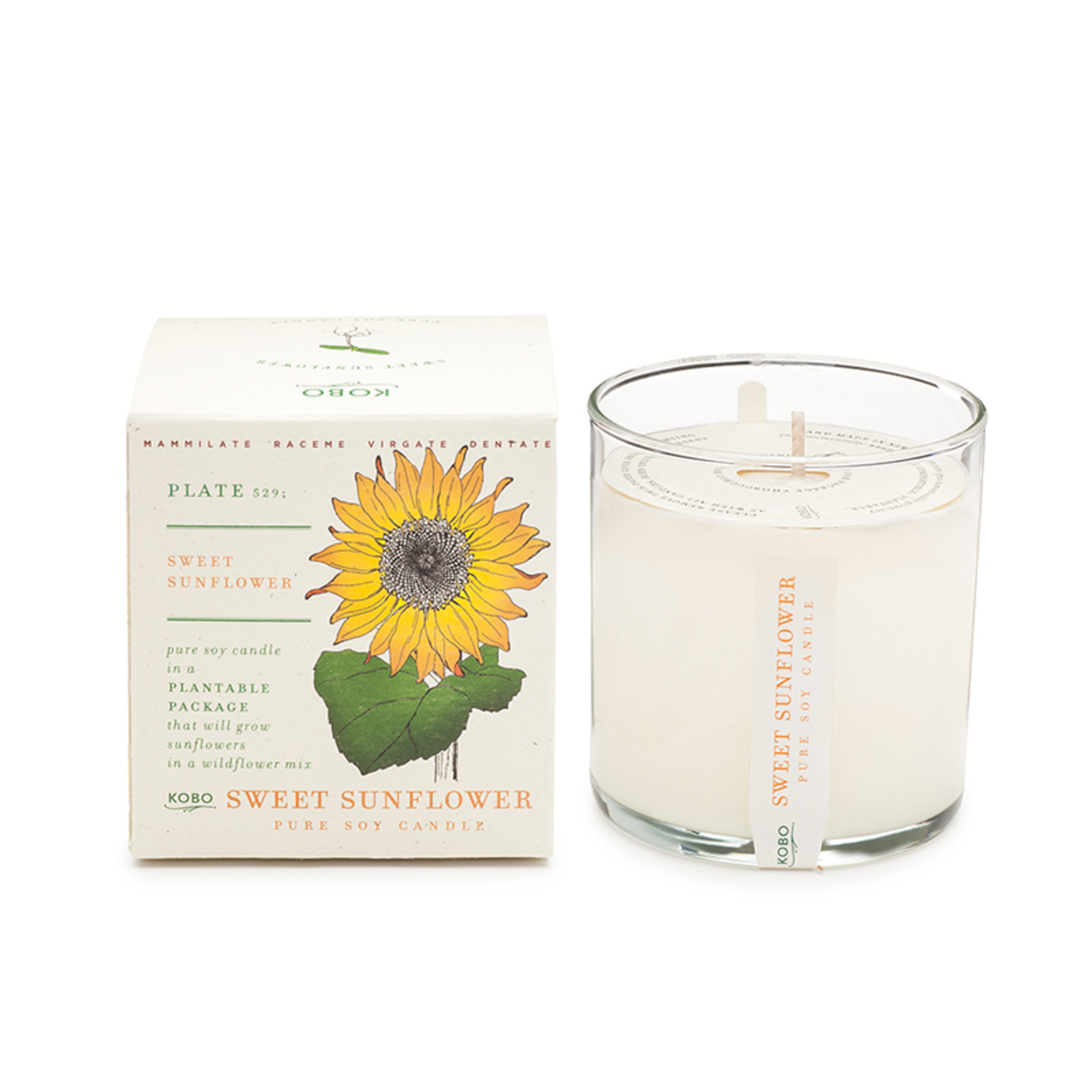 SWEET SUNFLOWER PLANT THE BOX CANDLE