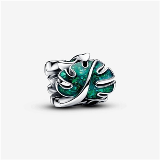 MONSTERA CHARM